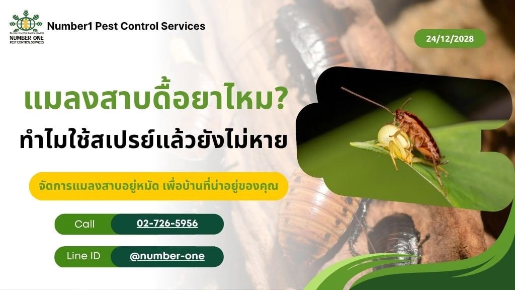 วิธีไล่แมลงสาบ