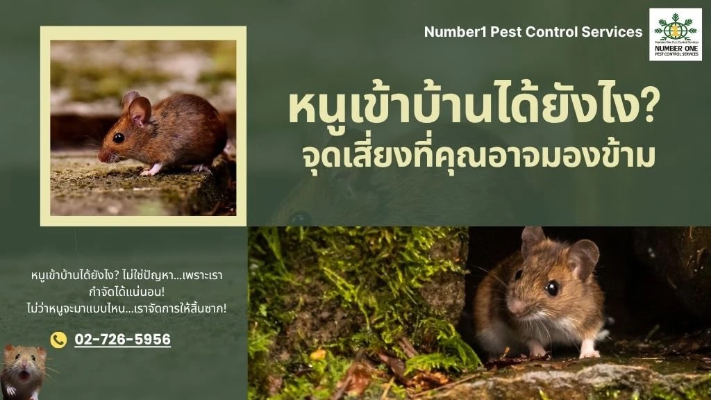 วิธีไล่หนู