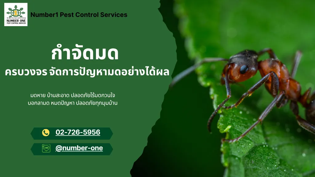 กำจัดมด