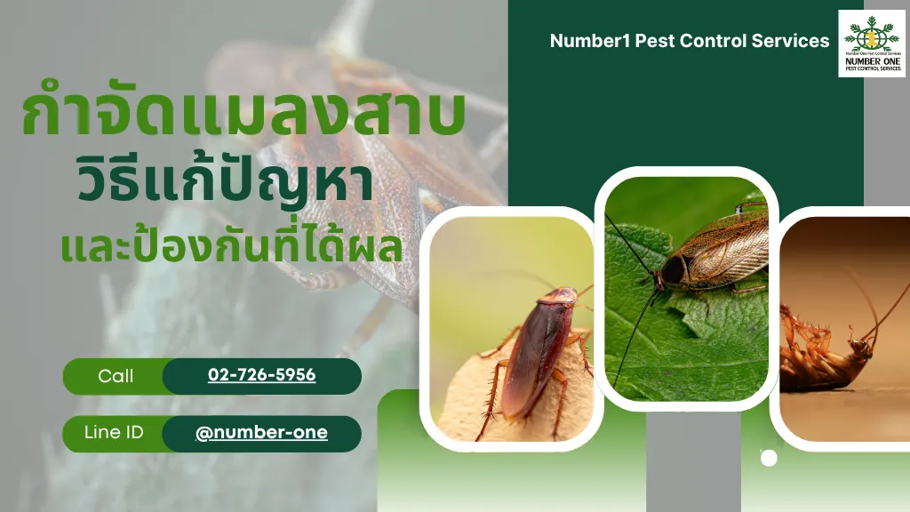 กำจัดแมลงสาบ