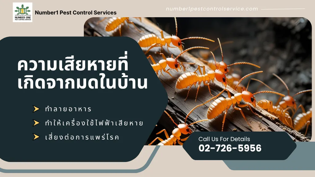 กำจัดมด