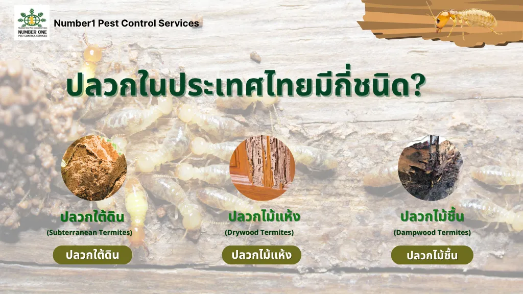 ตัวปลวก