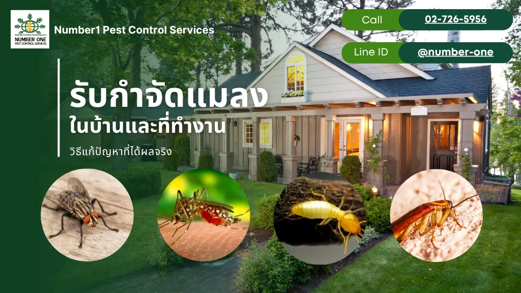 กำจัดแมลง