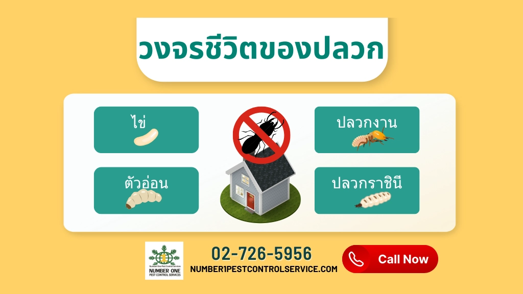 วิธีกําจัดปลวก