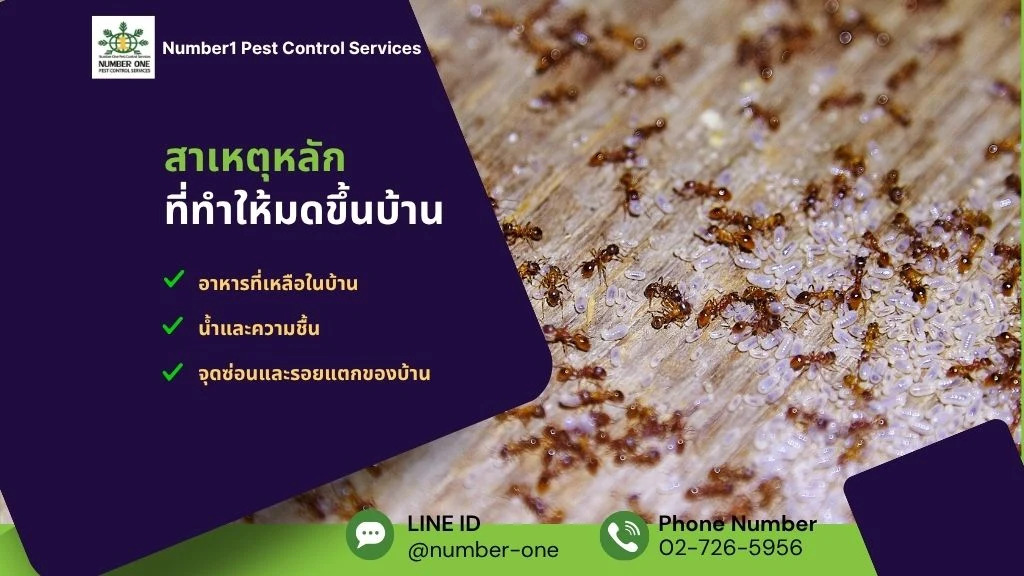 มดขึ้นบ้าน