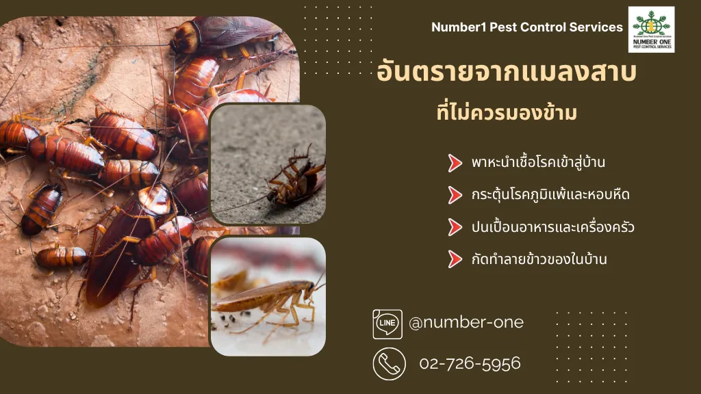 กำจัดแมลงสาบ