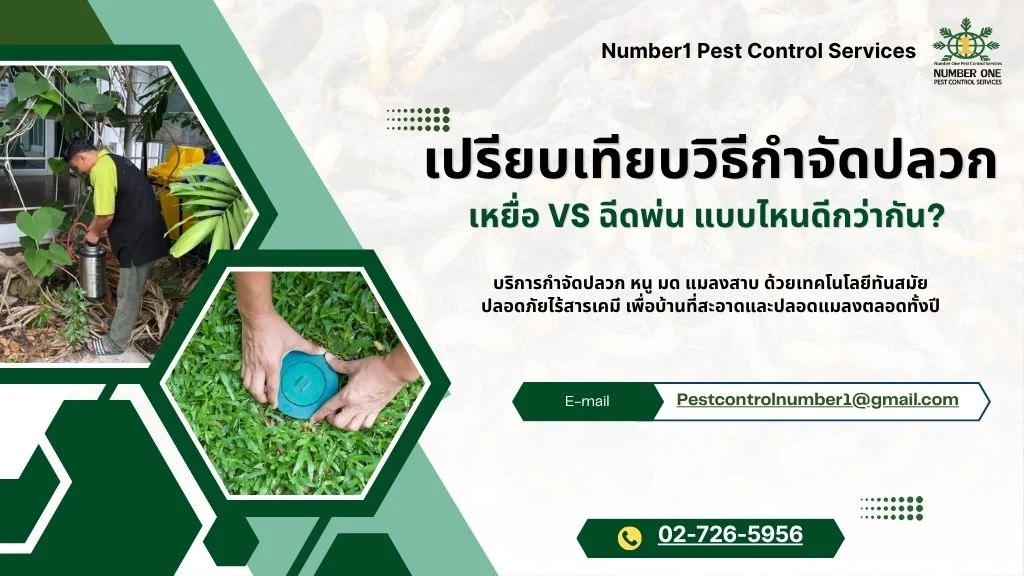 วิธีฆ่าปลวก