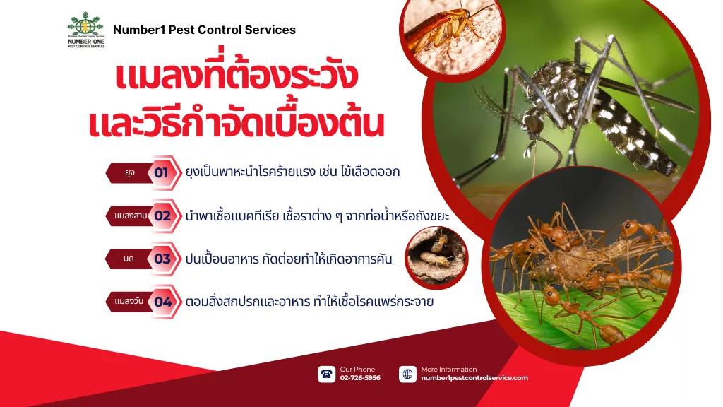 กำจัดแมลง